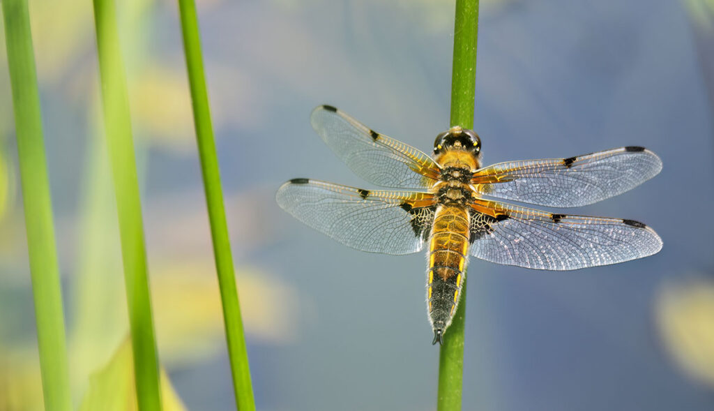 what do dragonflies eat (2)