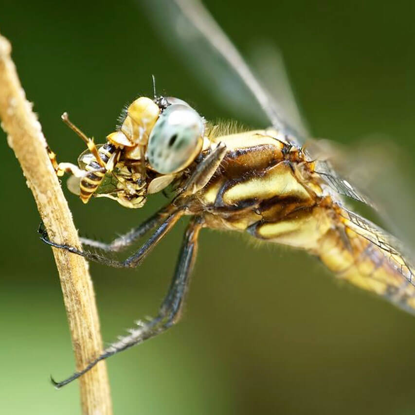 what do dragonflies eat (2)