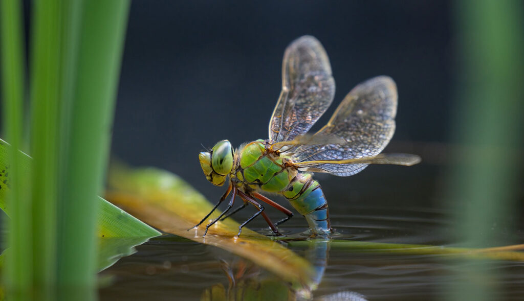 what do dragonflies eat (3)