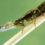 what do dragonflies eat (3)