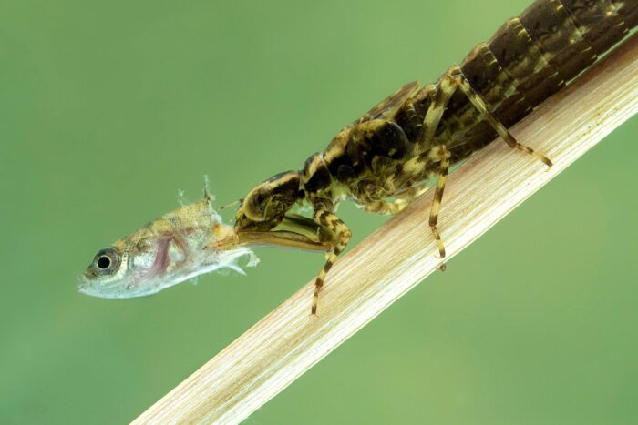 what do dragonflies eat (3)