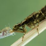 what do dragonflies eat (4)