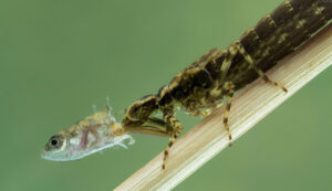 what do dragonflies eat (4)