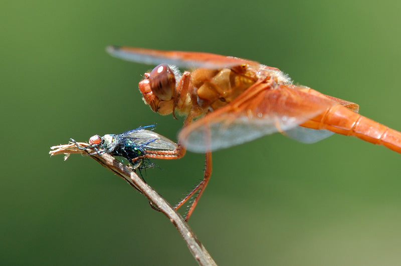 what do dragonflies eat (4)