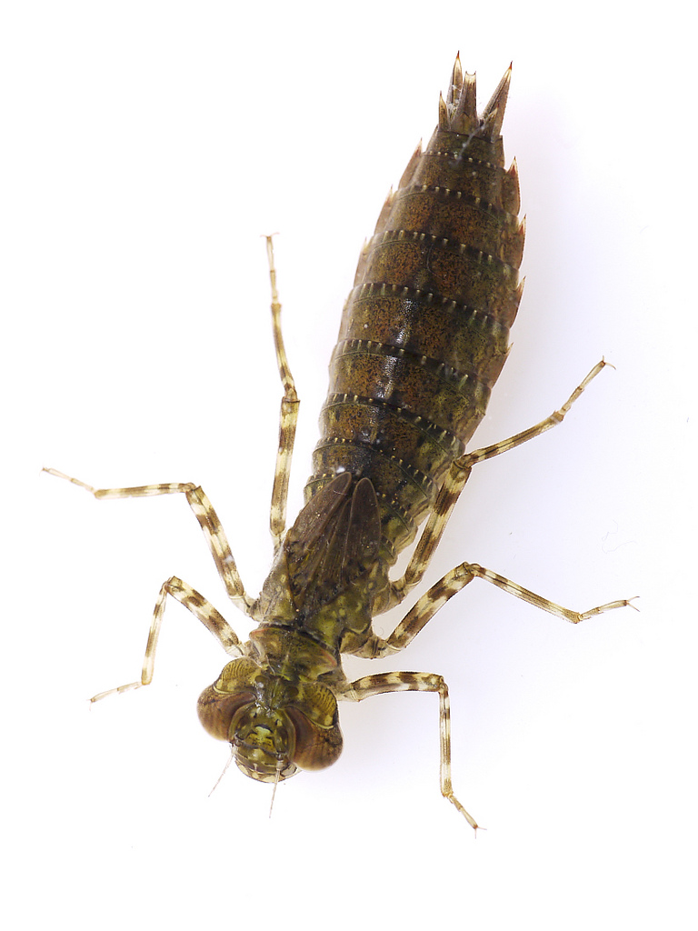 what do dragonflies eat (5)