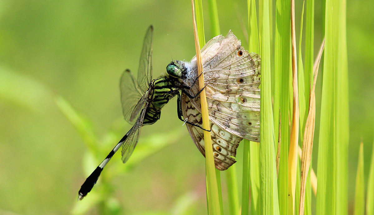 Dragonfly holding a moth or butterfly against reeds