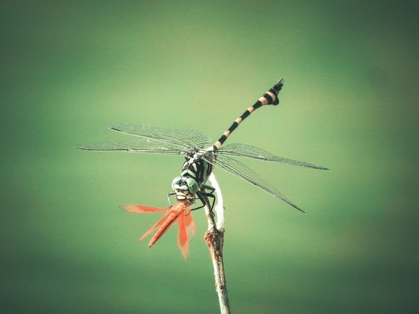 what do dragonflies eat (6)