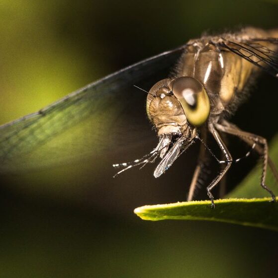 what do dragonflies eat (7)
