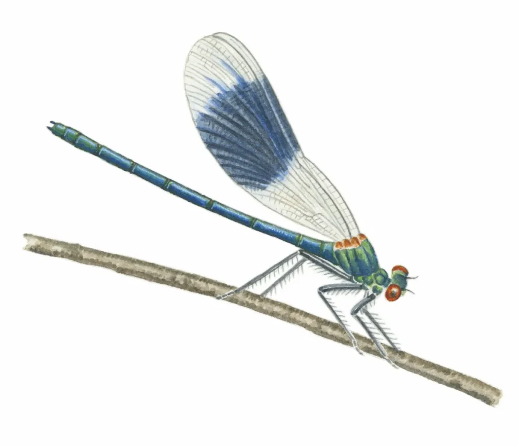 what do dragonfly and damselfly nymphs look like (1)