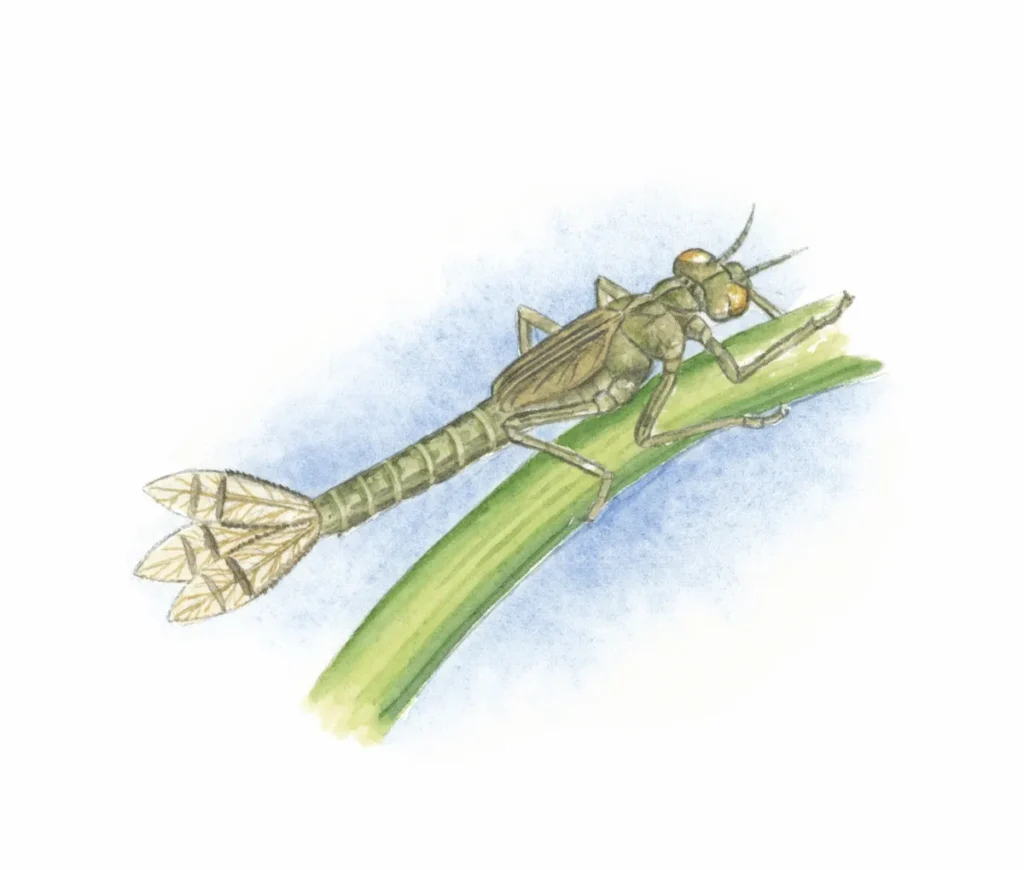 what do dragonfly and damselfly nymphs look like (2)