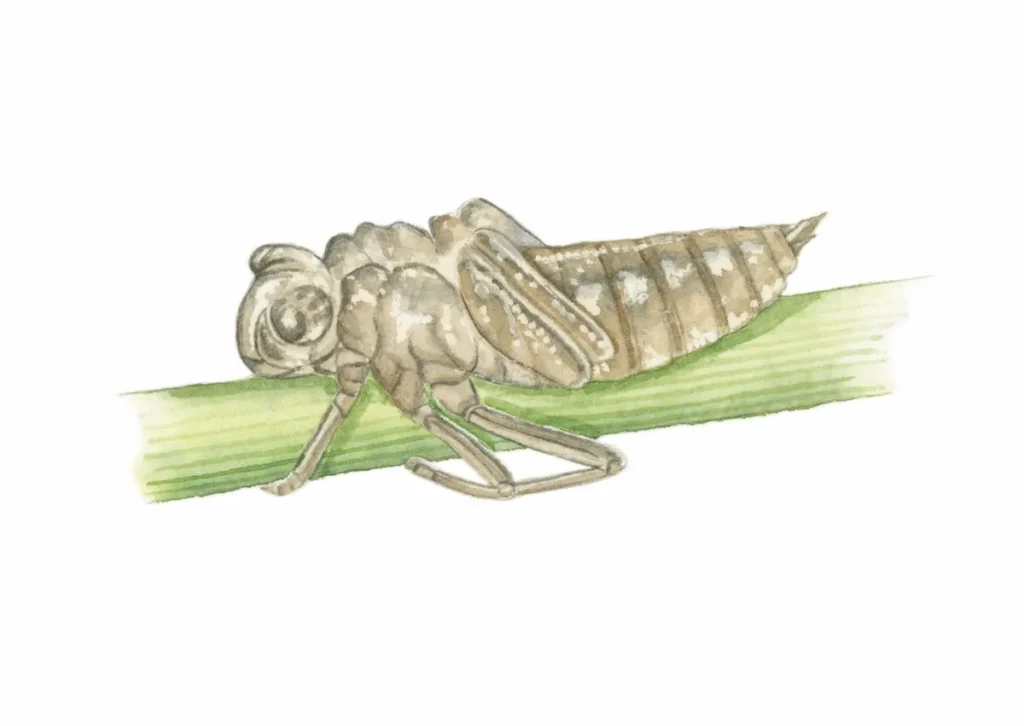 what do dragonfly and damselfly nymphs look like (3)