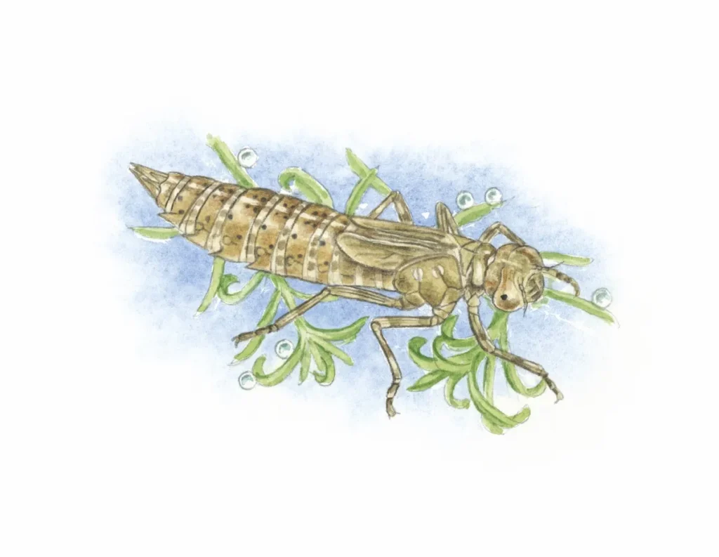 what do dragonfly and damselfly nymphs look like (4)