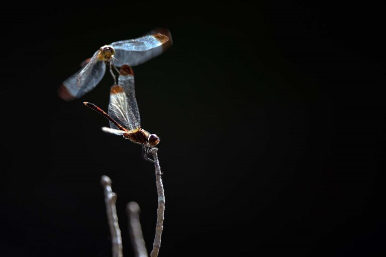 Two dragonflies perched on a slender twig against a dark background