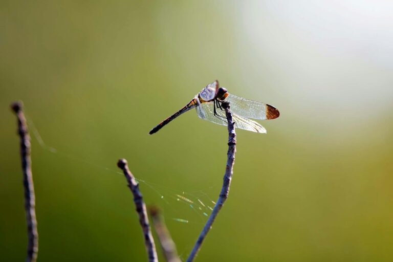 Dragonfly perched on the tip of a bare twig