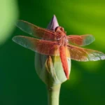 when are dragonflies most active