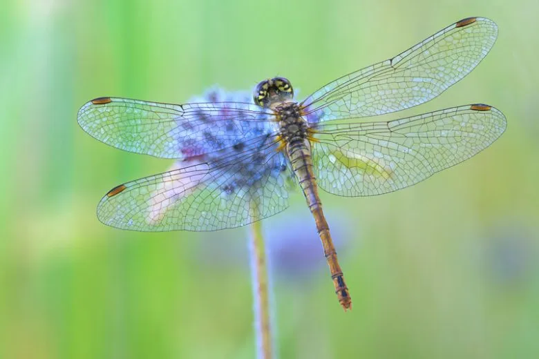 when are dragonflies most active