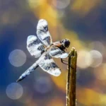 white dragonfly meaning