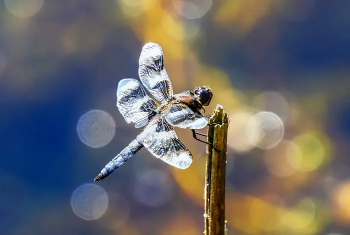 white dragonfly meaning