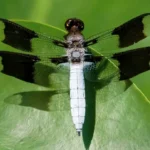 white dragonfly meaning