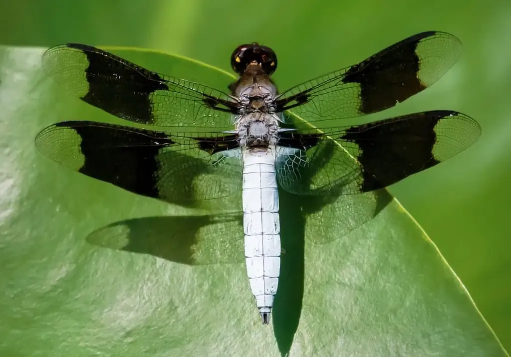 white dragonfly meaning