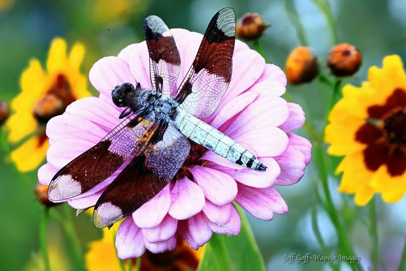 white dragonfly meaning