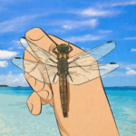 why dragonflies land on people (1)