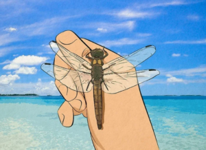 why dragonflies land on people (1)