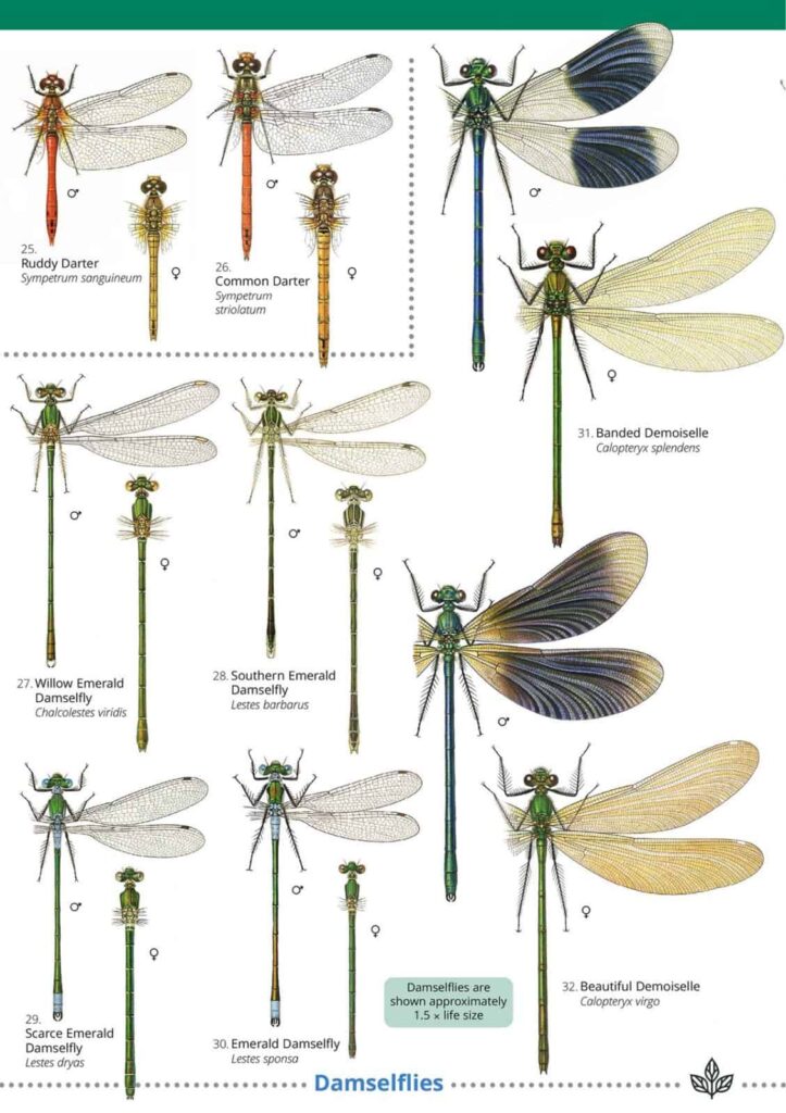 common dragonfly species a beginner’s guide to identifying familiar dragonflies