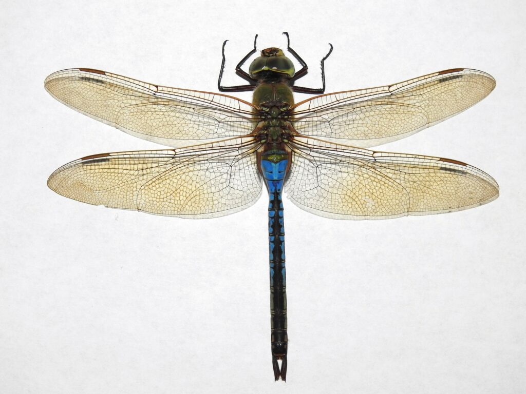 common dragonfly species a beginner’s guide to identifying familiar dragonflies