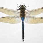 common dragonfly species a beginner’s guide to identifying familiar dragonflies