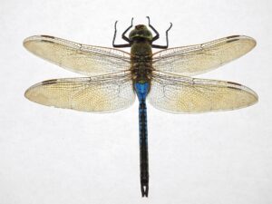 common dragonfly species a beginner’s guide to identifying familiar dragonflies