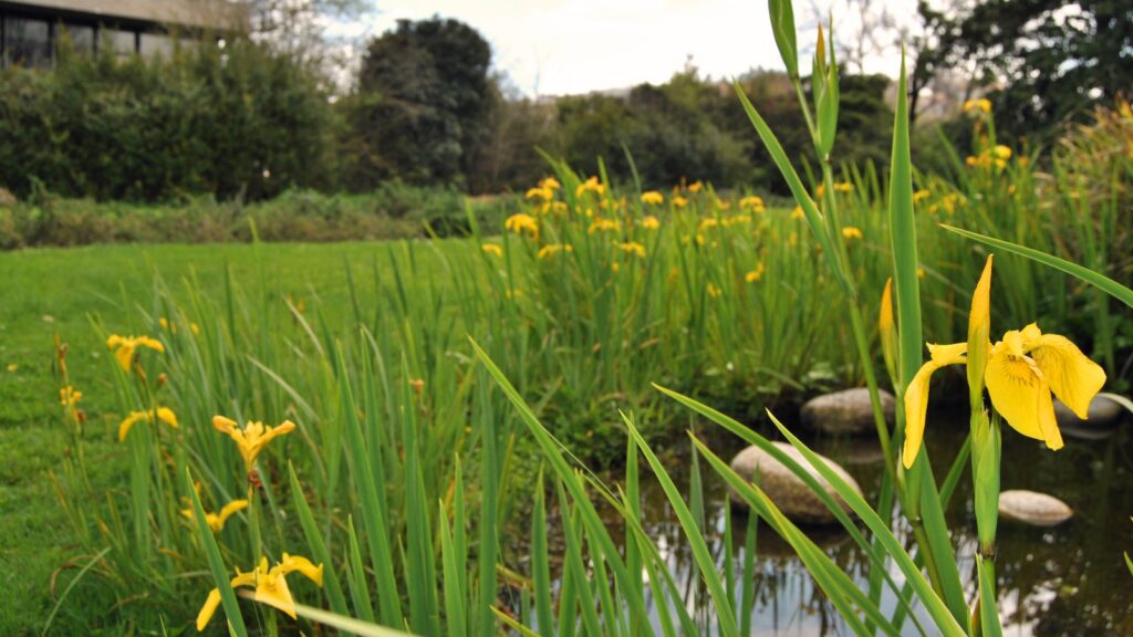 do dragonflies live near ponds
