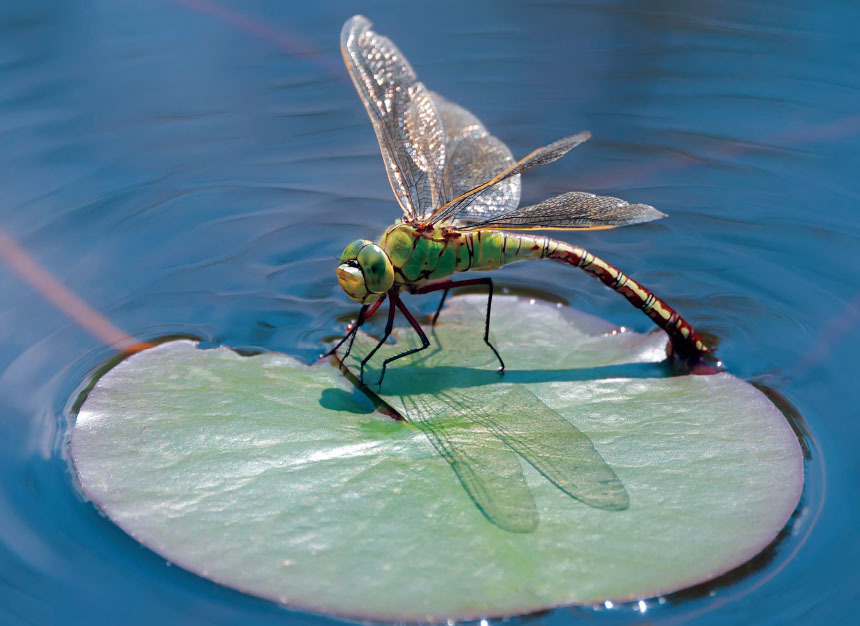 do dragonflies live near ponds