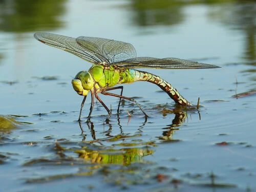 do dragonflies live near ponds