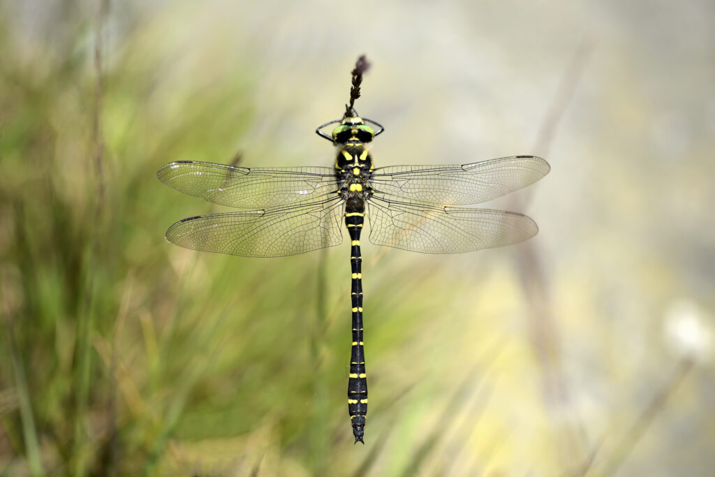 england, golden ringed dragonfly, cordulegaster boltonii