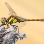 are dragonflies dangerous