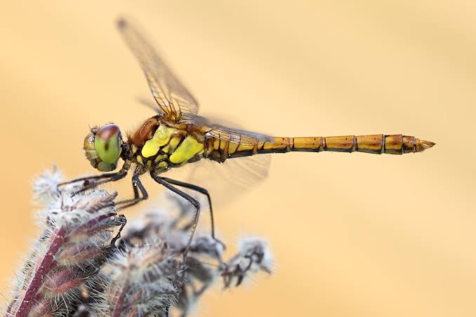 are dragonflies dangerous