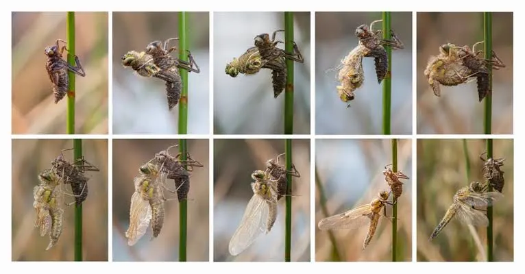 dragonfly life cycle stages egg, nymph and adult