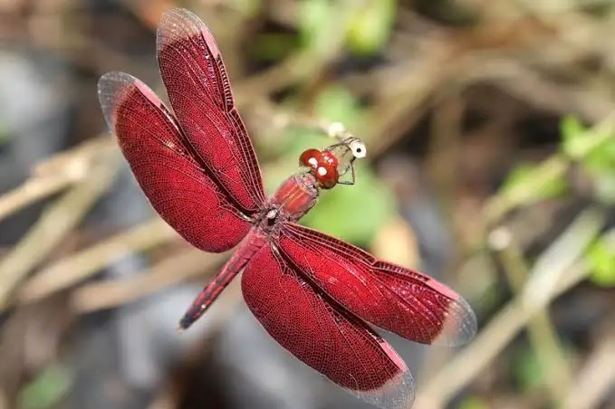 red dragonfly meaning (1)