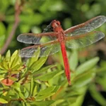 red dragonfly meaning (2)