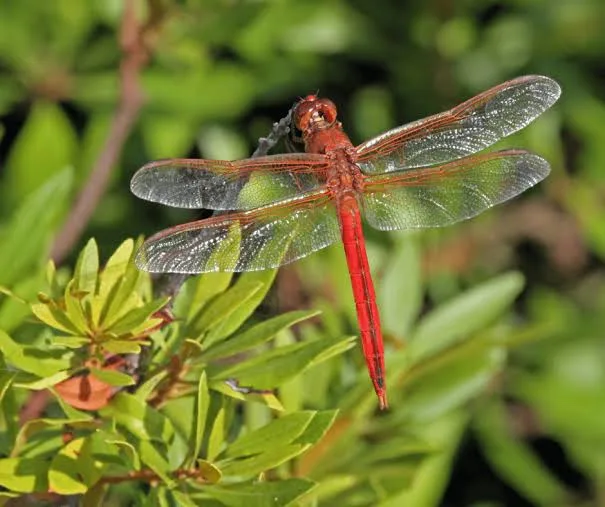 red dragonfly meaning (2)