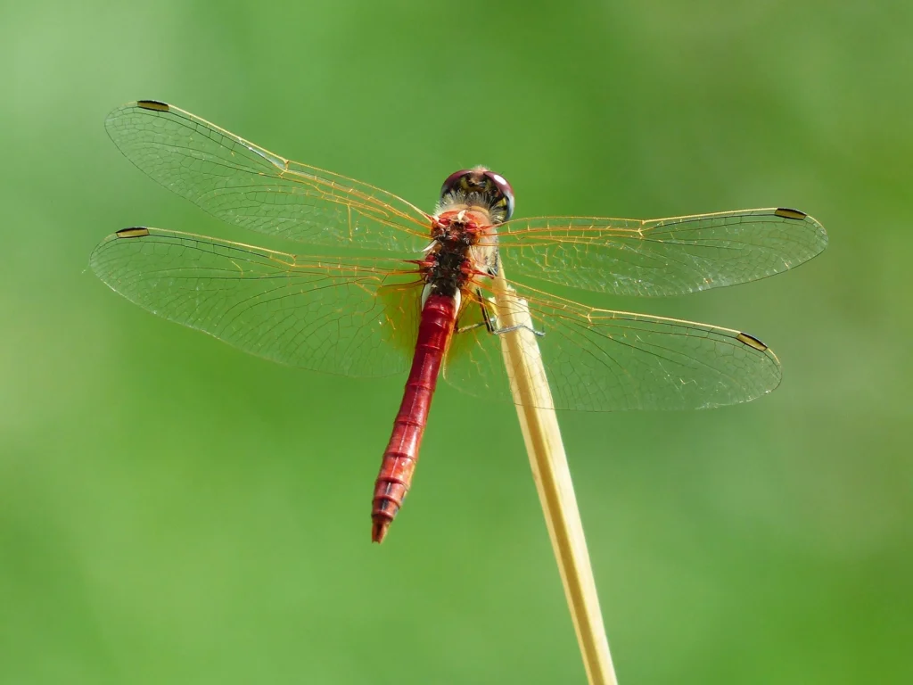 red dragonfly meaning symbolism, japan and biology