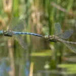 why do dragonflies fly in pairs (1) (1)