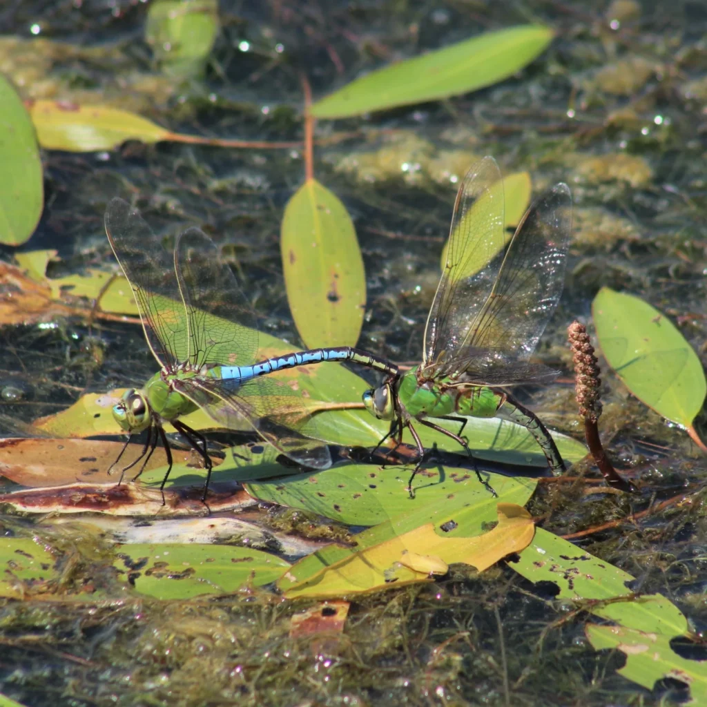why do dragonflies fly in pairs (1)