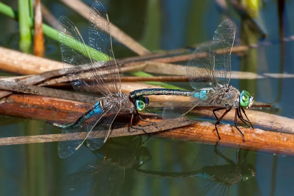 why do dragonflies fly in pairs (2)