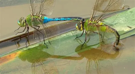 why do dragonflies fly in pairs (3)