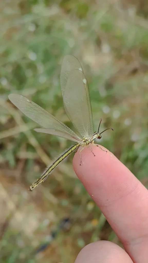 bugs that look like dragonflies