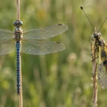 bugs that look like dragonflies (and how to tell them apart)