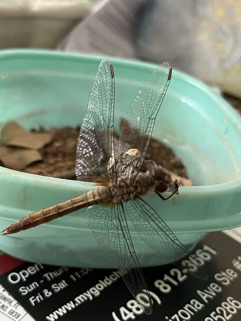 can a dragonfly fly with a broken wing (1)