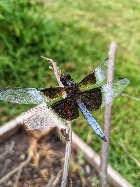 can a dragonfly fly with a broken wing